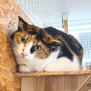 るるちゃん