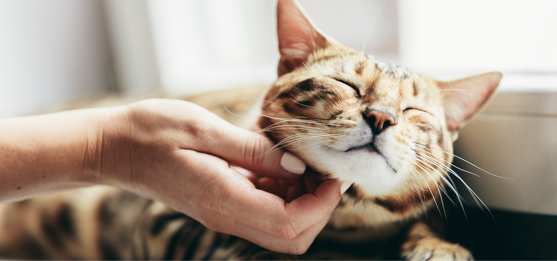 保護猫シェルター おうちにおいで