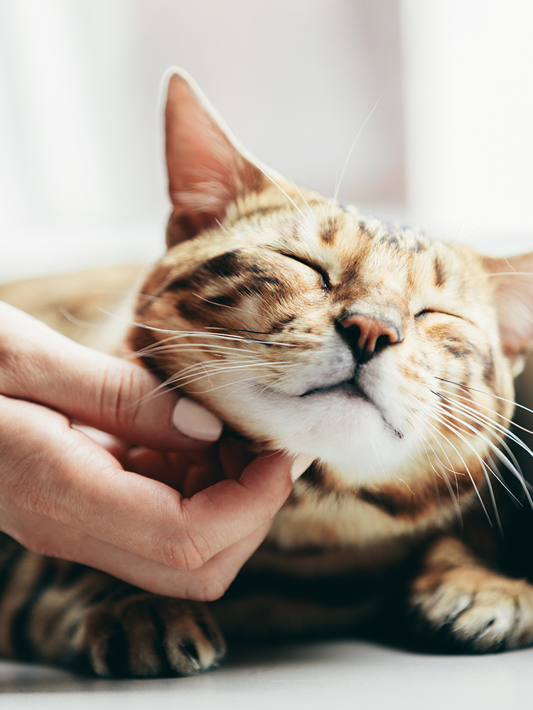 保護猫シェルター おうちにおいで